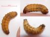 Ochropleura leucogaster